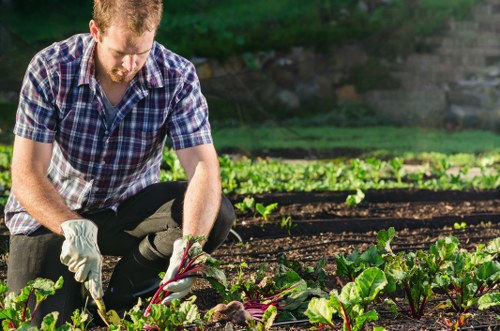 A man with reddish hair and a beard, dressed in a short-sleeved plaid shirt and dark trousers, is kneeling in a garden bed during daylight hours, wearing gardening gloves while tending to a variety of leafy green vegetables. The garden features well-maintained, neatly aligned rows of crops, with rich dark soil visible between the plants. In the background, there are larger shrubs or small trees and a slightly blurred green landscape, indicating a healthy, outdoor garden environment typical of residential or community gardening spaces in Tottenham. The scene suggests active gardening maintenance, possibly related to lawn care and plant cultivation services offered by Landscapers Tottenham. Natural sunlight illuminates the scene, highlighting the fresh, vibrant green hues of the plants and the textures of the soil and leaves, conveying a productive and healthy garden environment suitable for outdoor landscaping and gardening projects in the local area.