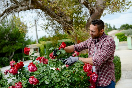 A man in a checked shirt and grey gloves tending to a lush rose bush with vibrant pink and red blooms in a well-maintained front garden, featuring a neatly trimmed hedge and a large leafy tree providing partial shade. The garden area has a paved pathway alongside the flower bed, with a suburban residential street visible in the background, including houses, power lines, and greenery. The scene is set during daytime with natural light, highlighting the healthy foliage and vibrant flowers, indicative of professional gardening or landscaping work in Tottenham.