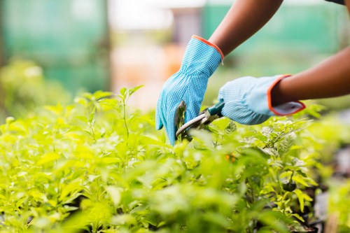 A close-up view of a gardener's gloved hands using pruning shears to trim green foliage in a lush outdoor garden, with a backdrop of blurred garden structures and vibrant natural light, illustrating precise plant care within a landscaped space that could be part of a garden maintenance or planting service near Tottenham, highlighting the importance of landscape and garden upkeep provided by Landscapers Tottenham.