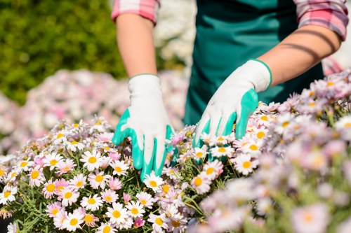 The image shows a gardener with a focus on their hands, wearing white gardening gloves, tending to a flower bed filled with blooming daisies that have white petals and yellow centers. The gardener's upper body is partially visible, wearing a long-sleeved shirt with rolled-up sleeves and a teal apron, suggesting active outdoor gardening work. The flower bed is densely populated with daisies, bordered by a neatly maintained lawn and a background of lush green shrubs and trees, indicating a well-kept residential garden or landscaped outdoor space in Tottenham. The scene is set during a clear, sunny day, with natural light illuminating the vibrant colours of the flowers and greenery. The overall environment features a combination of organic plant growth, manicured planting borders, and outdoor landscaping elements, aligning naturally with gardening or lawn care services offered by Landscapers Tottenham in the local area. This detailed description emphasizes the care and maintenance involved in garden planting, highlighting the lush floral display and organized garden layout typical of professional local gardening projects.