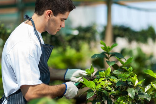 A young male gardener with short dark hair, wearing a white t-shirt, a striped apron, and white gardening gloves, is tending to green leafy plants in a well-maintained outdoor garden. The garden features a variety of lush, vibrant foliage, including broad-leaved shrubs and small trees, arranged in a landscaped yard that appears organized and cared for. In the background, there are blurred elements of a greenhouse structure, suggesting a controlled environment for plant growth, with natural sunlight illuminating the scene, indicative of a bright, partly cloudy day. The gardener is carefully inspecting the plants, possibly pruning or checking for health, illustrating outdoor gardening practices aligned with sustainable landscaping efforts. The setting likely reflects a residential garden in Tottenham, supporting local gardening services focused on environmentally conscious maintenance and plant care.