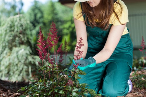 A person wearing teal gardening gloves and a teal apron over a yellow shirt is kneeling in a garden, tending to a flowering plant with tall pinkish-purple flower spikes and green foliage. The garden features a well-maintained lawn, bordered by various shrubs and flowering plants, with mature trees and a garden shed visible in the background. The scene appears to be outdoors on a bright, possibly sunny day, with natural light highlighting the vibrant colours of the plants and the lush greenery surrounding the area. This setting showcases typical landscape and lawn care elements that a professional gardening service such as Landscapers Tottenham might work on or maintain, particularly in the Tottenham area, reflecting local garden design and plant care standards.